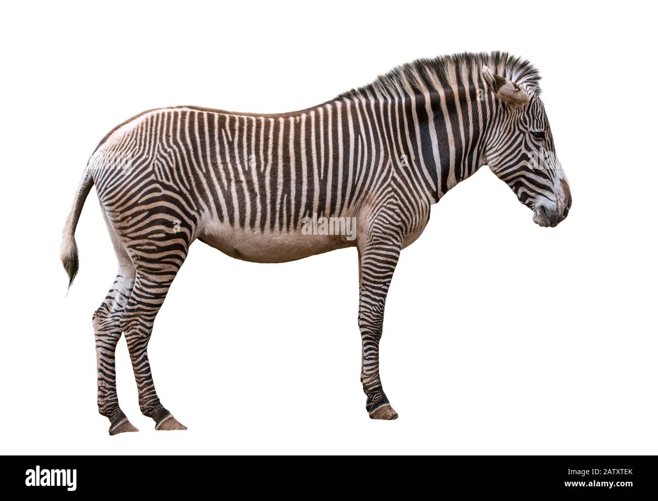 Grévys Zebra/imperiales Zebra (Equus grevyi) in Kenia und Äthiopien vor weißem Hintergrund Stockfoto
