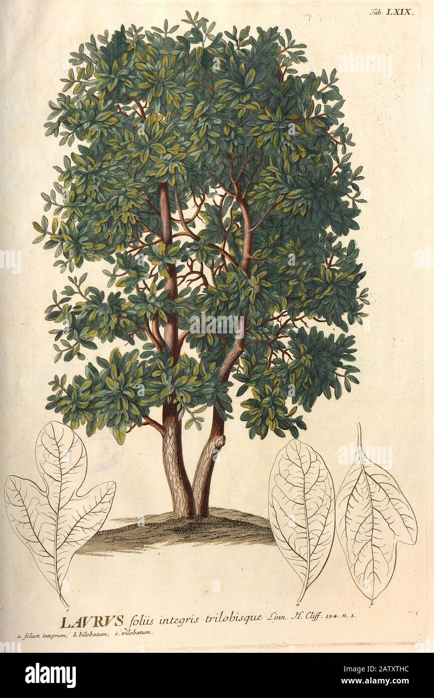 Farbiger Copperplate Gravur eines Laurus (Lorbeer)-Baumes aus hortus nitidissimus von Christoph Jakob Trew (Nürnberg 1750-172) Stockfoto