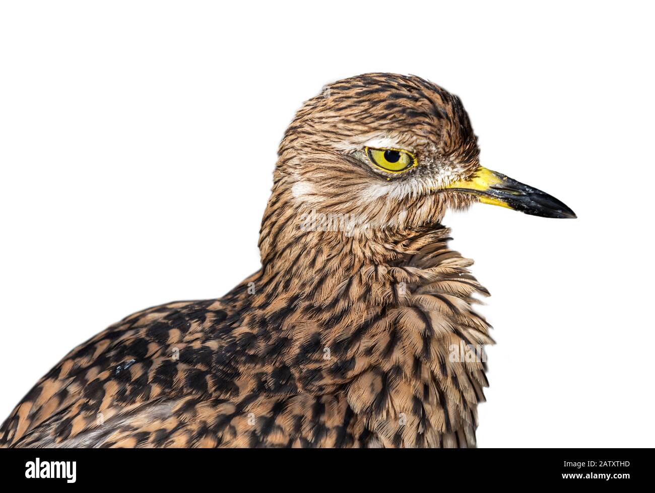 Gepunktetes Dickknee/gepunktetes Dikkop/Dickknee (Burhinus Capensis), Nahaufnahme des Porträts vor weißem Hintergrund Stockfoto