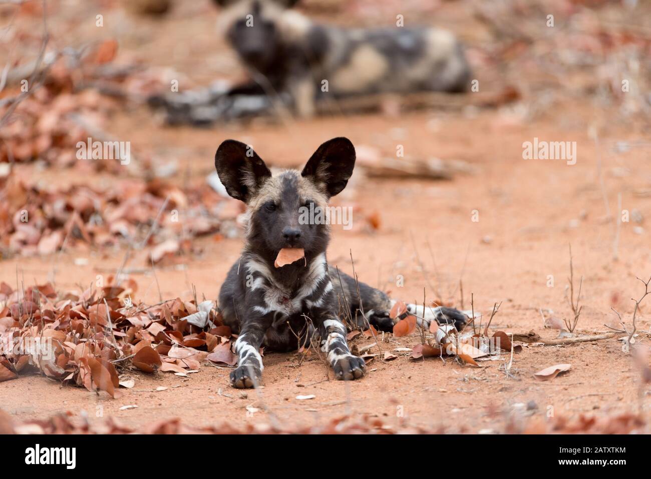 Hellbrauner Welpe Stockfotos Und Bilder Kaufen Alamy