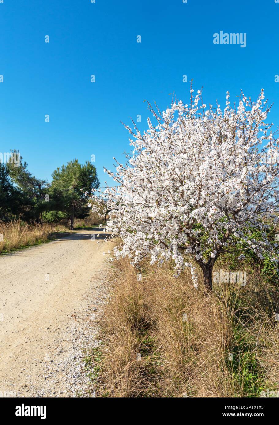 Blühender Baum, Ankunft des Frühlings, auf einer Landstraße Stockfoto