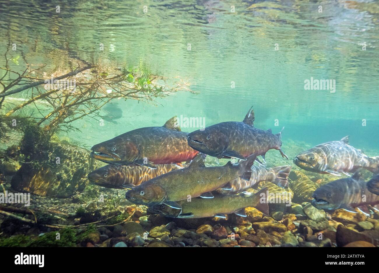 Bullenforelle, Salvelinus confluentus, Canyon Creek, Metolius River, Oregon, USA Stockfoto