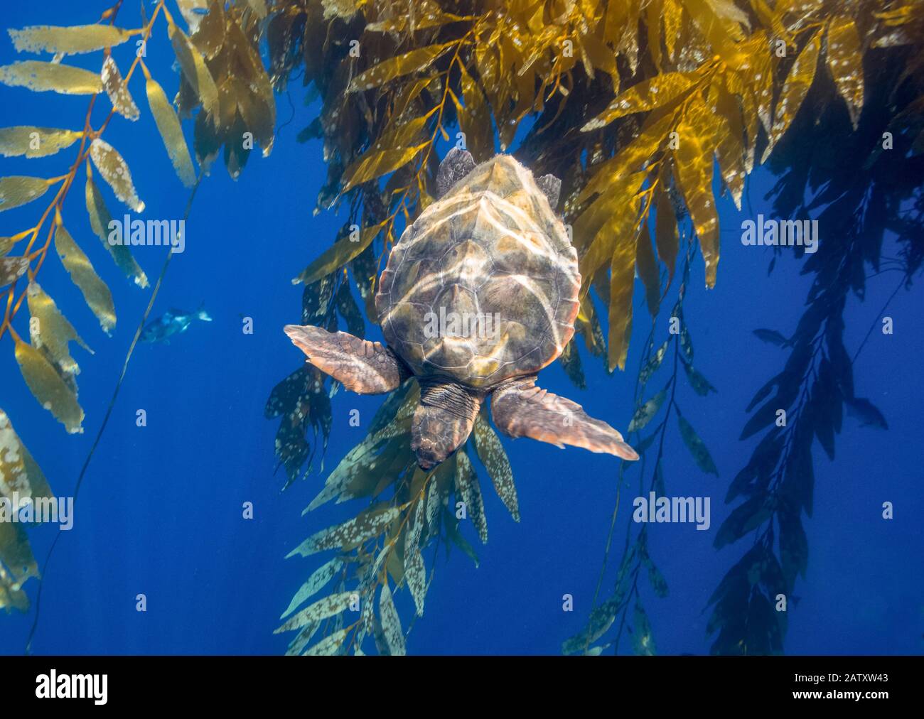 Loggerhead Meeresschildkröte, Caretta Caretta, Kelp Paddy, Macrocystis pyrifera, offenes Meer, San Diego, Kalifornien, USA, Pazifischer Ozean Stockfoto