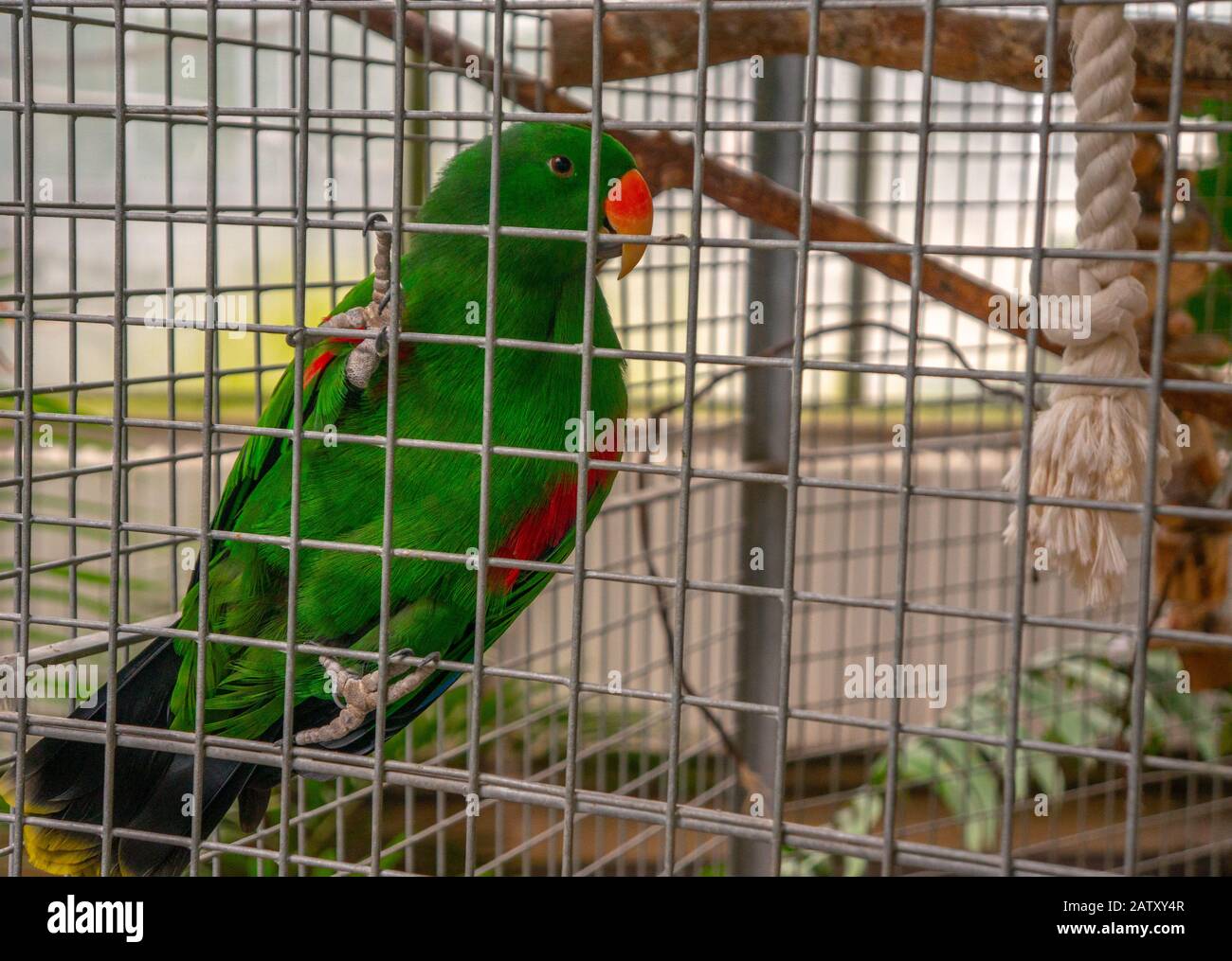 Grün gefiederter und orangefarbener Schnabel-Kakadus-Papagei auf dem Käfigzaun. Leuchtende Farben und starrende Farben direkt in der Kamera Stockfoto