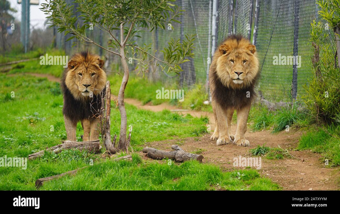 Oakland, Kalifornien (USA) - 20. Januar 2020. Zwei männliche Löwen stehen nebeneinander und blicken direkt auf die Kamera. Foto im Oakland Zoo aufgenommen. Stockfoto