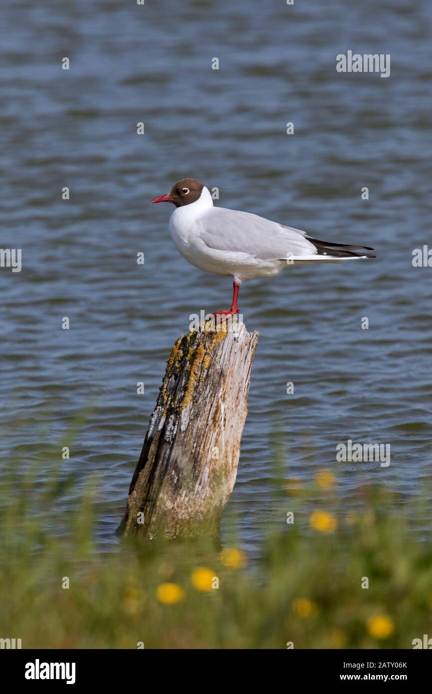 Schwarzköpfige Möwe (Chroicocephalus ridibundus / Larus ridibundus) im Brutgefieders, das im Frühjahr auf Holzpfosten aufragte Stockfoto