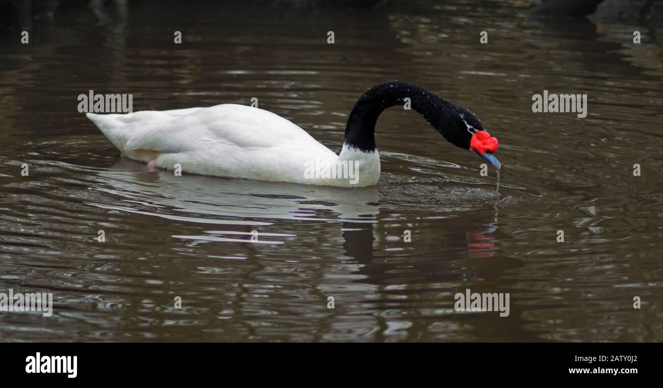 Ein Schwan, der nach der Nahrungssuche Wasser aus seinem Schnabel austreicht Stockfoto