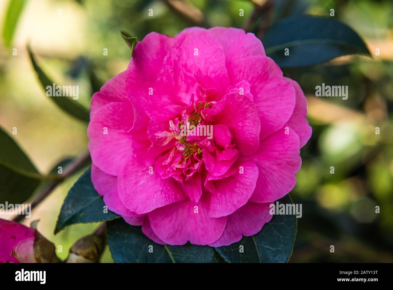 Camellia Williamsii Grand Jury wächst in einem Landgarten. Stockfoto