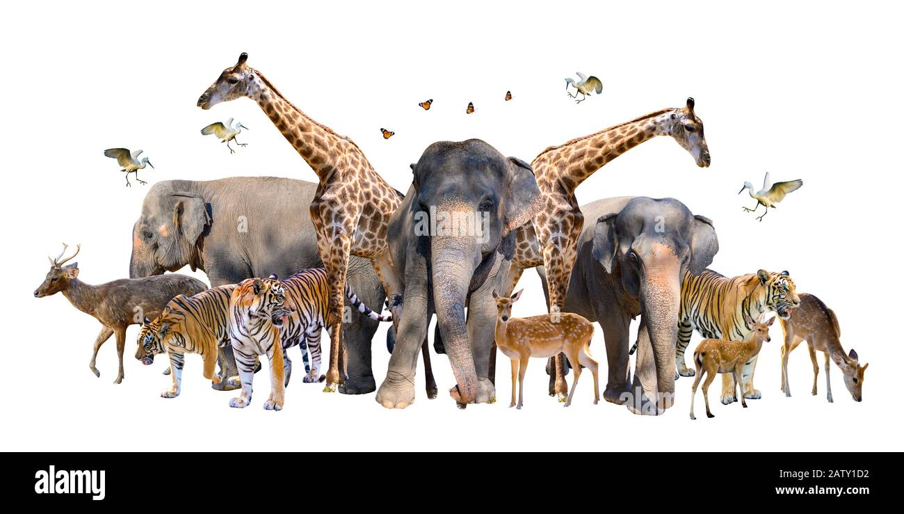 Eine Gruppe von Wildtieren wie Hirsche, Elefanten, Giraffen und andere wilde Tiere, die sich in einem weißen Hintergrund gruppieren.Isolieren Stockfoto