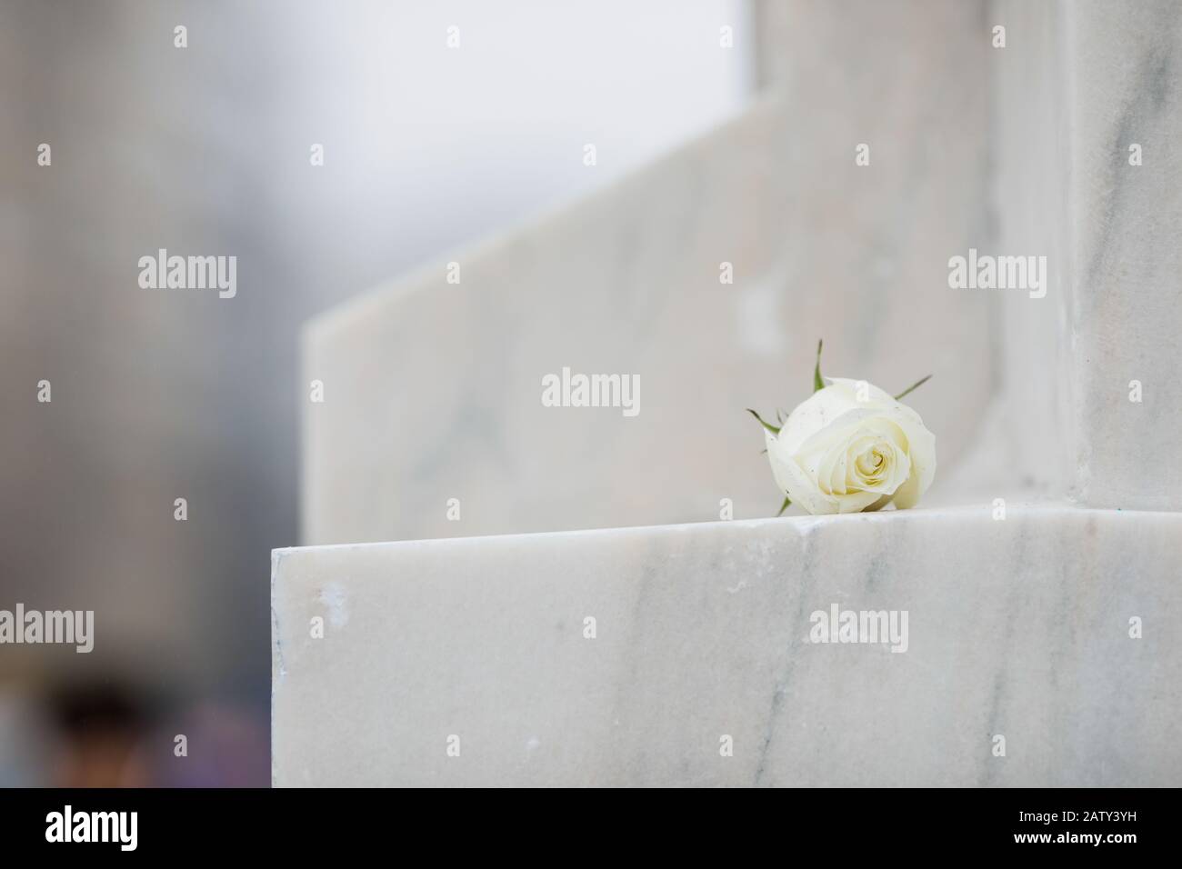 Weiße Rose auf einem weißen Marmordenkmal an einem regnerischen Tag. Stockfoto