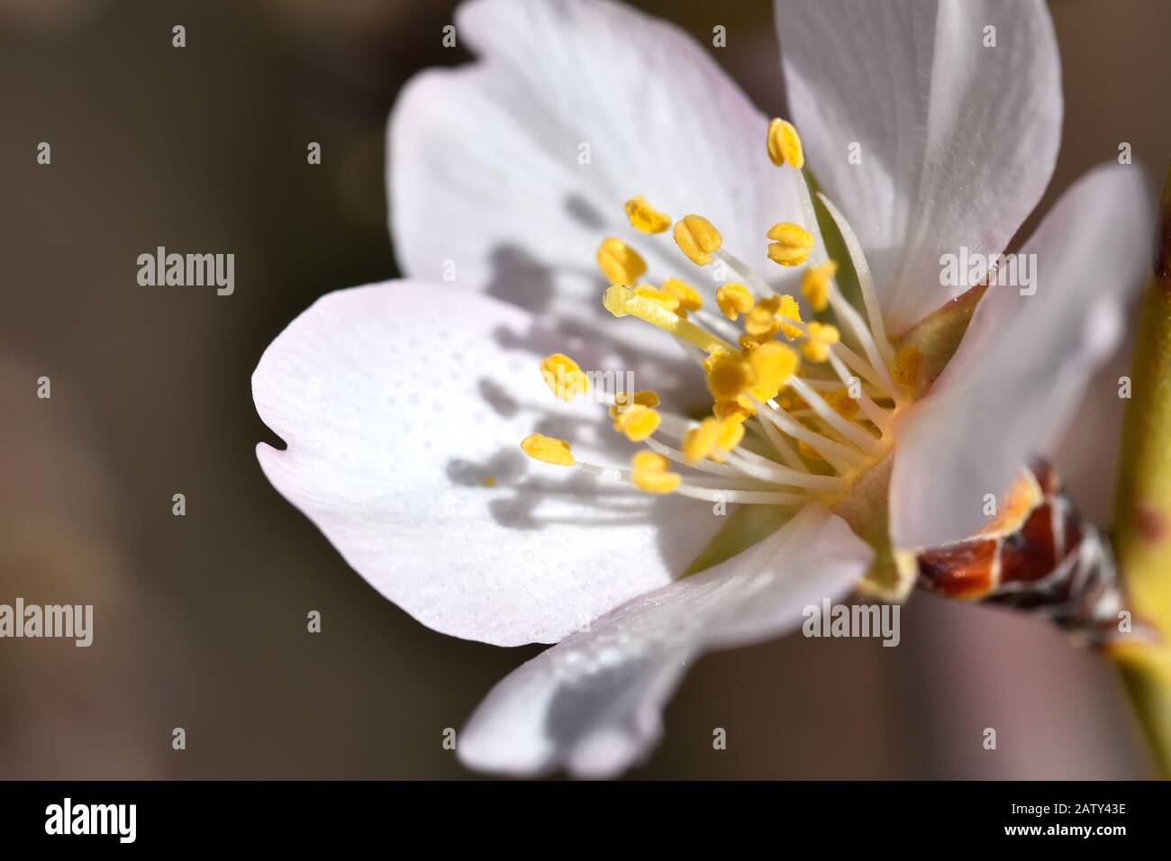 Mandelbaumblüte beginnt in Andalucia Stockfoto