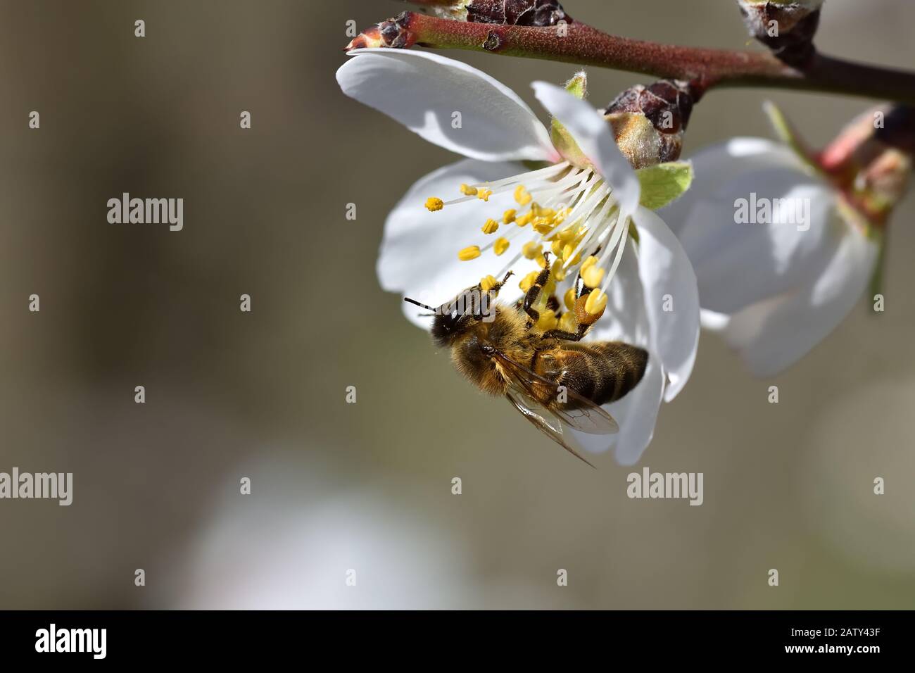 Biene sammelt Pollen einer weißen Mandelblüte mit gelben Staubblättern Stockfoto