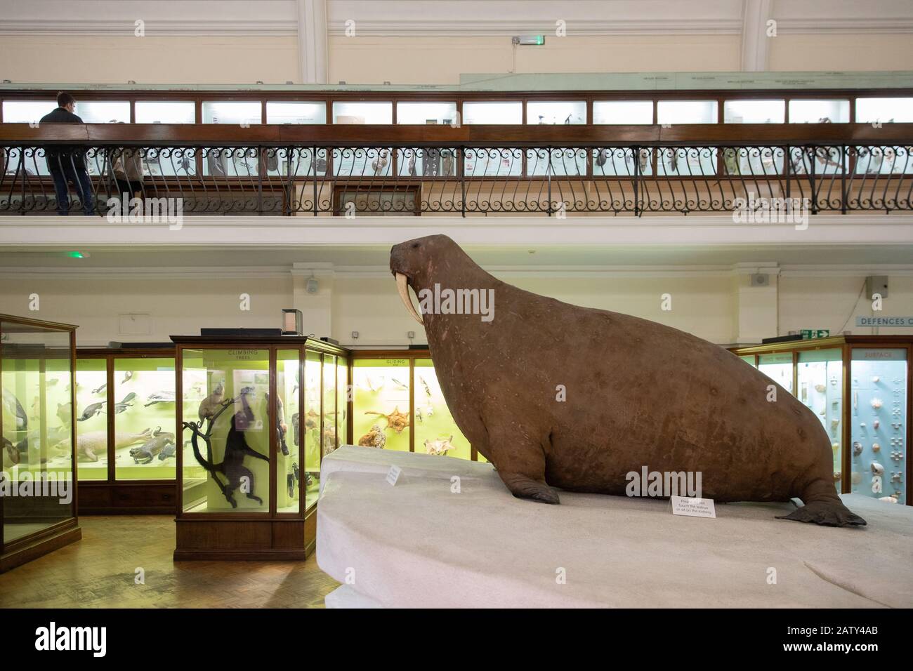 Natural History Gallery, The Horniman Museum, London Stockfoto