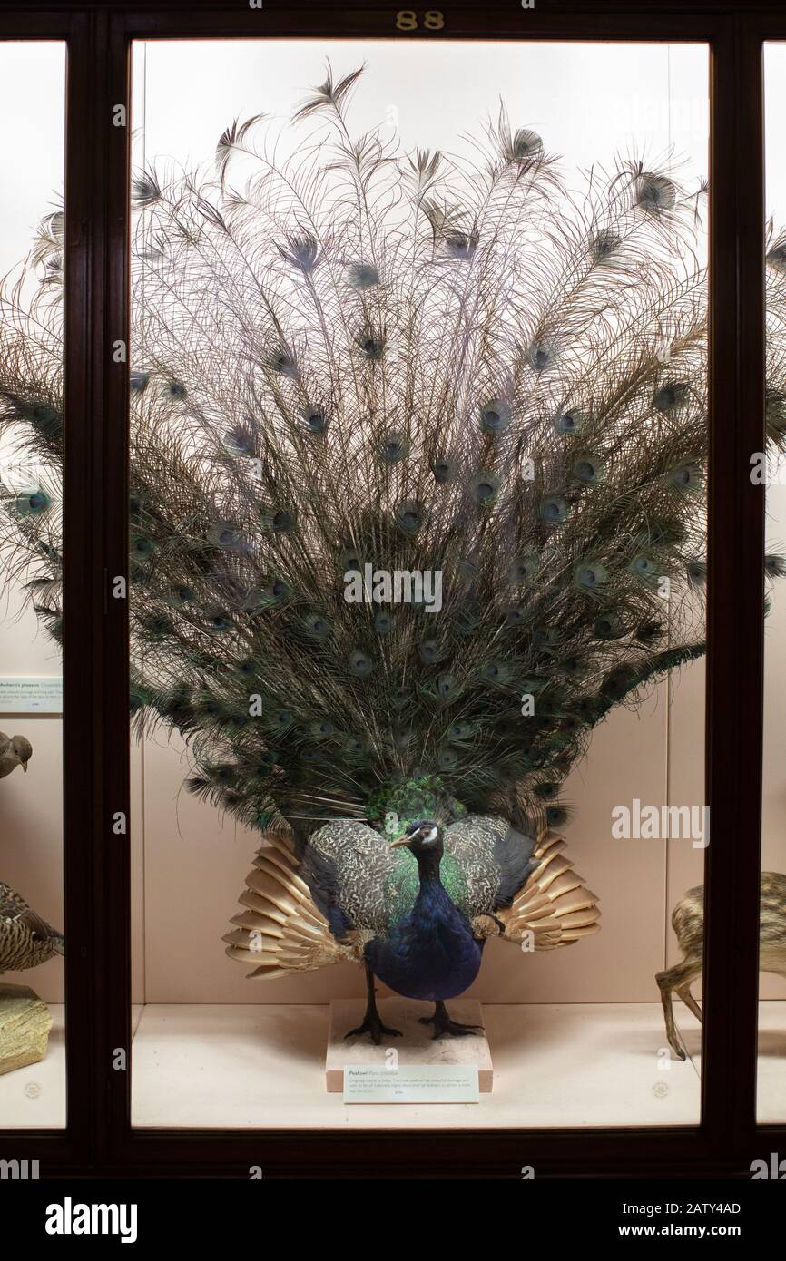 Natural History Gallery, The Horniman Museum, London Stockfoto