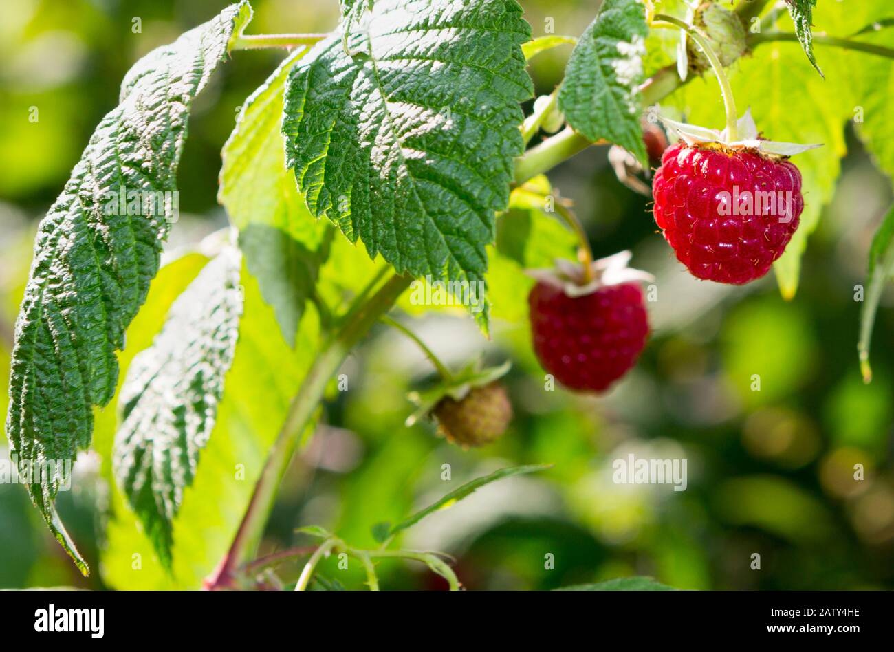 Himbeeren. Wachsende Organische Beeren Closeup. Reife Himbeere Im Obstgarten Nahansicht. Unscharfer Naturhintergrund mit Sonnenschein und Bokeh. Ga Stockfoto