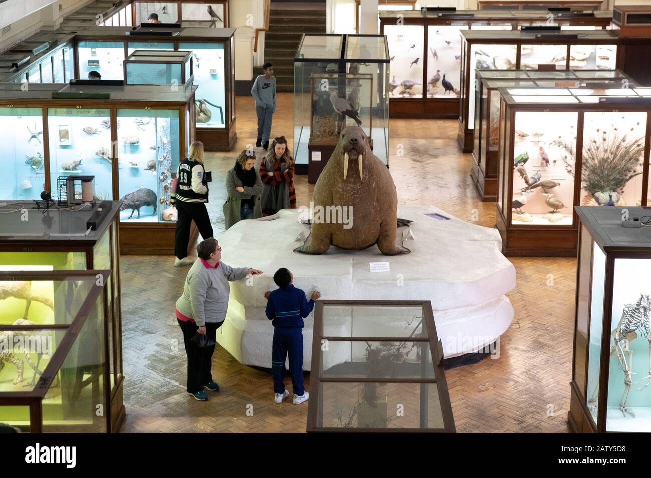 Natural History Gallery, The Horniman Museum, London Stockfoto
