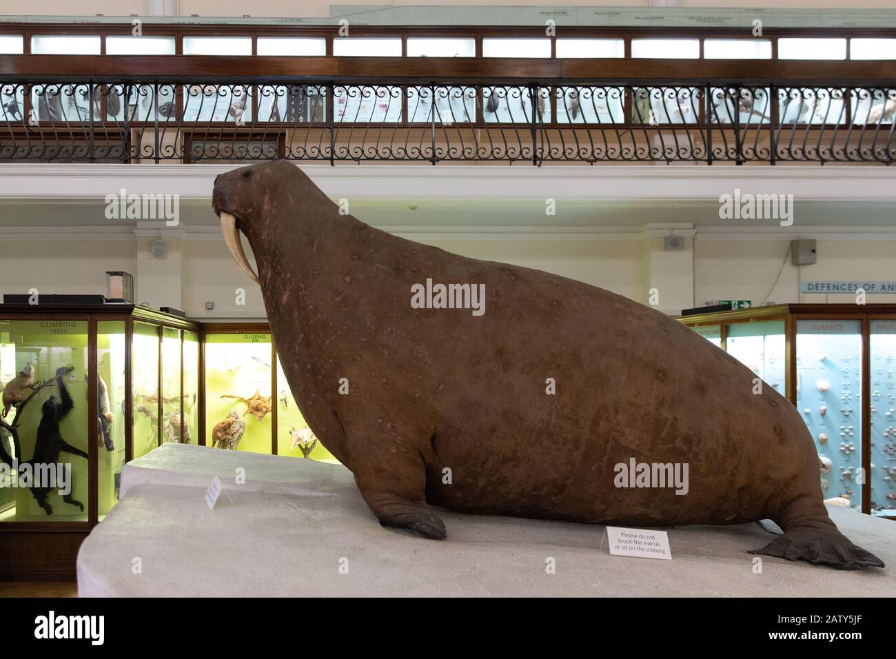 Natural History Gallery, The Horniman Museum, London Stockfoto