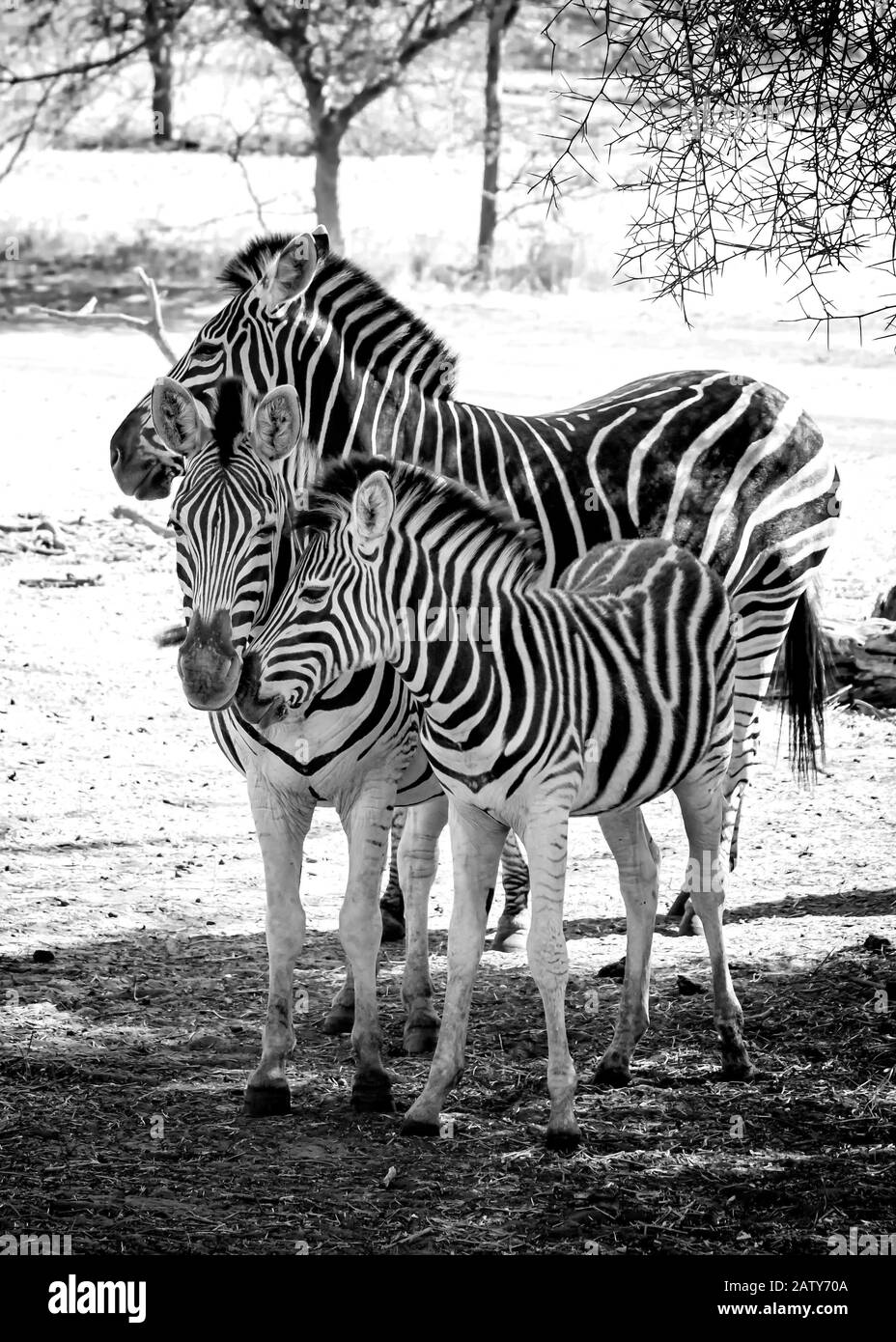 Schwarz-Weiß-Foto von Chapmans Zebra und ihrem Baby stehen auf afrikanischer Savanne, equus quagga chapmani. Es ist ein natürlicher Hintergrund oder Hintergrundbild Stockfoto