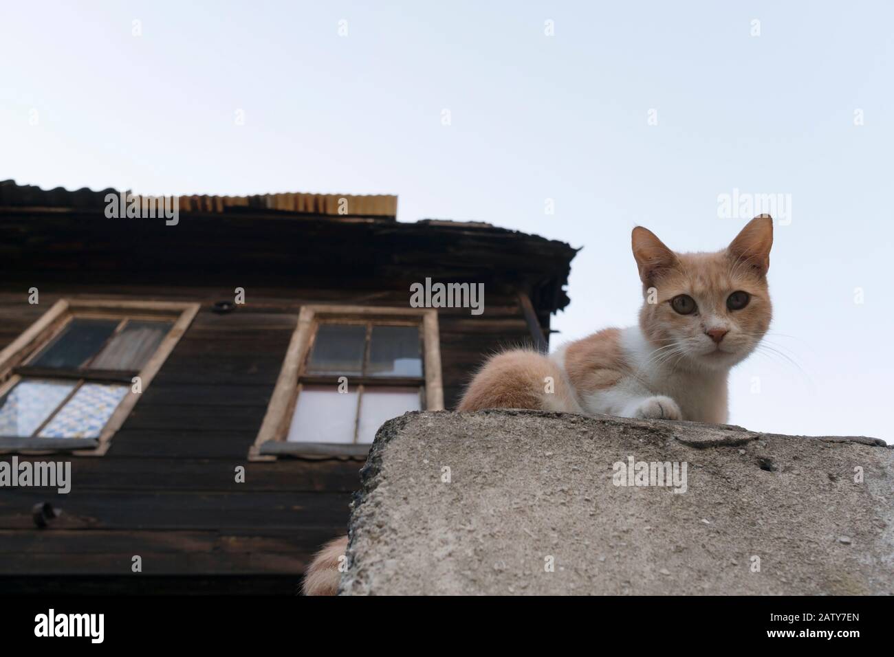 Ein süßes Kätzchen sucht nach einer Kamera und es gibt ein traditionelles türkisches Holzhaus im Hintergrund mit klarem Himmel. Stockfoto