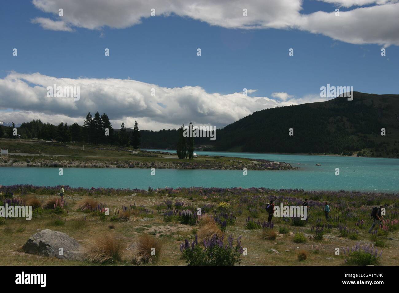 Glacier Lake Tekapo mit Lupin-Blumen in Neuseeland Stockfoto