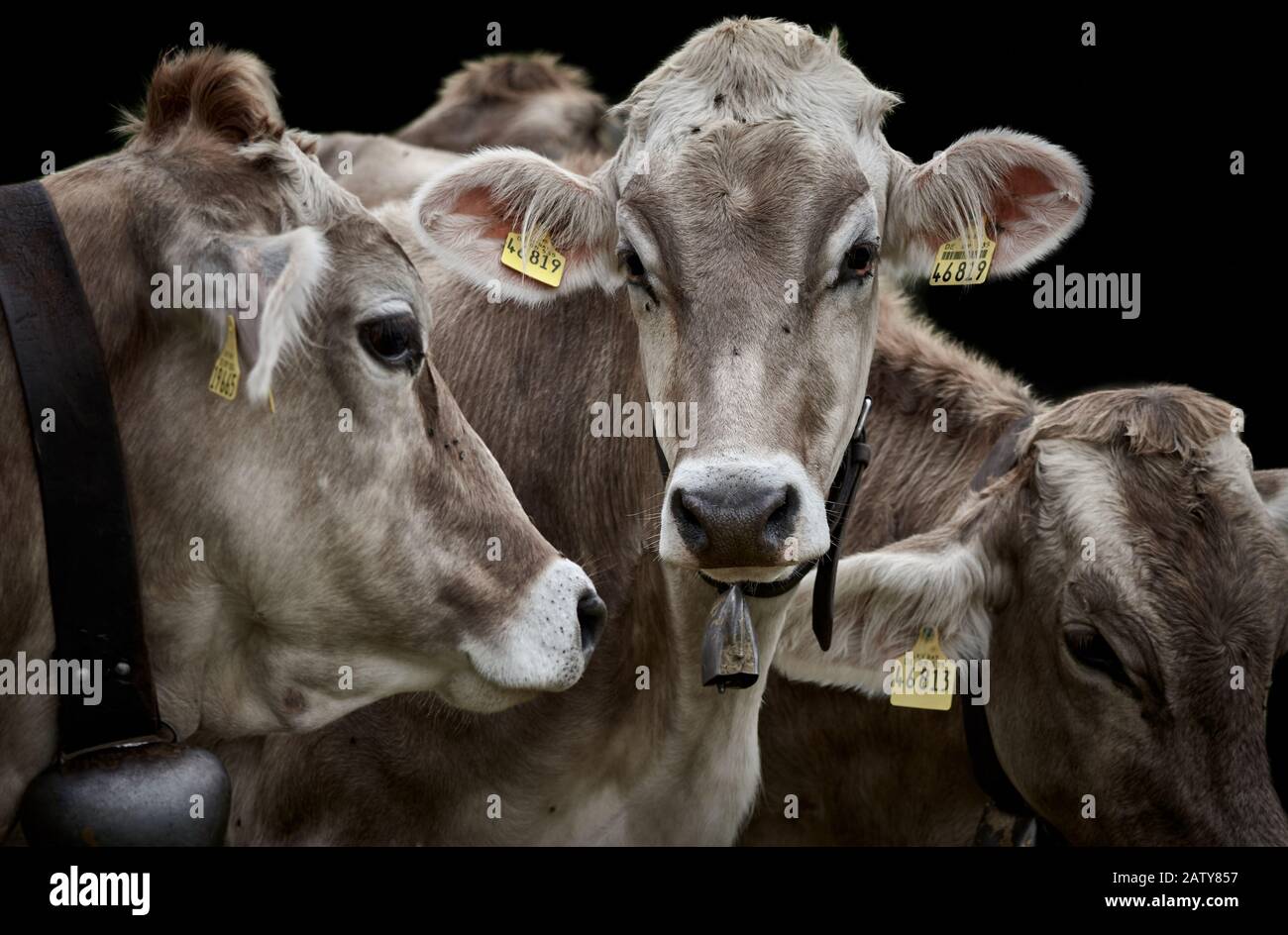 Drei braune Milchkühe mit Kuhglocken und gelben Etiketten, nah beieinander und isoliert auf schwarzem Grund Stockfoto