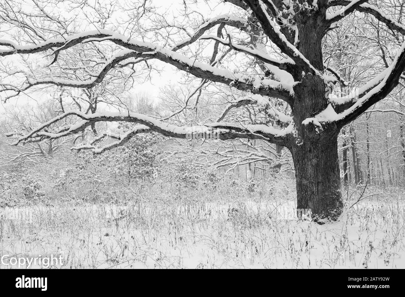 Die große Eiche ist im Winter in Lake County, Indiana, von einem frischen Schneefall bedeckt. Stockfoto