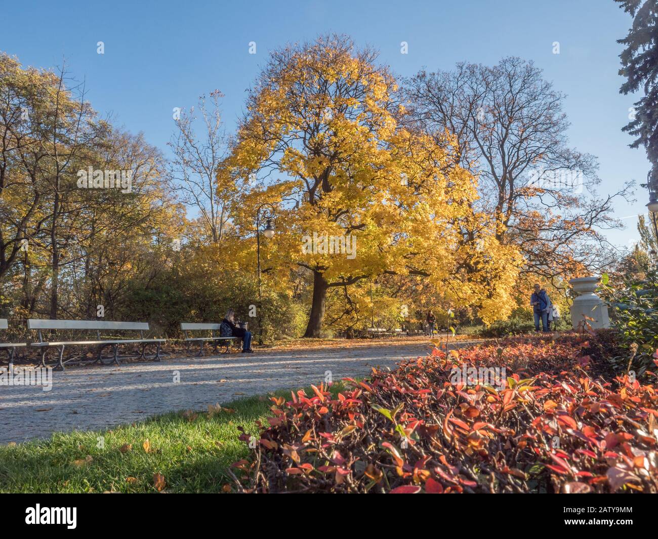 Warschau, Polen - 31. Oktober 2018: Schöne sonnige Herbstlandschaft mit verfallenen braunen Blättern, Straße durch den Park und gelben Bäumen. Royal Baths Stockfoto