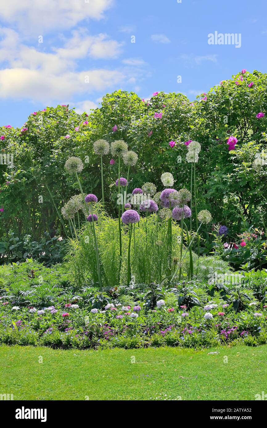 Dekorative Zwiebel - im Garten wachsende Alliumblüten. Violette und weiße Kugeln aus ornamentaler Zwiebel auf Blumenbeet. Allium Blumen Cluster - dekorativ Stockfoto