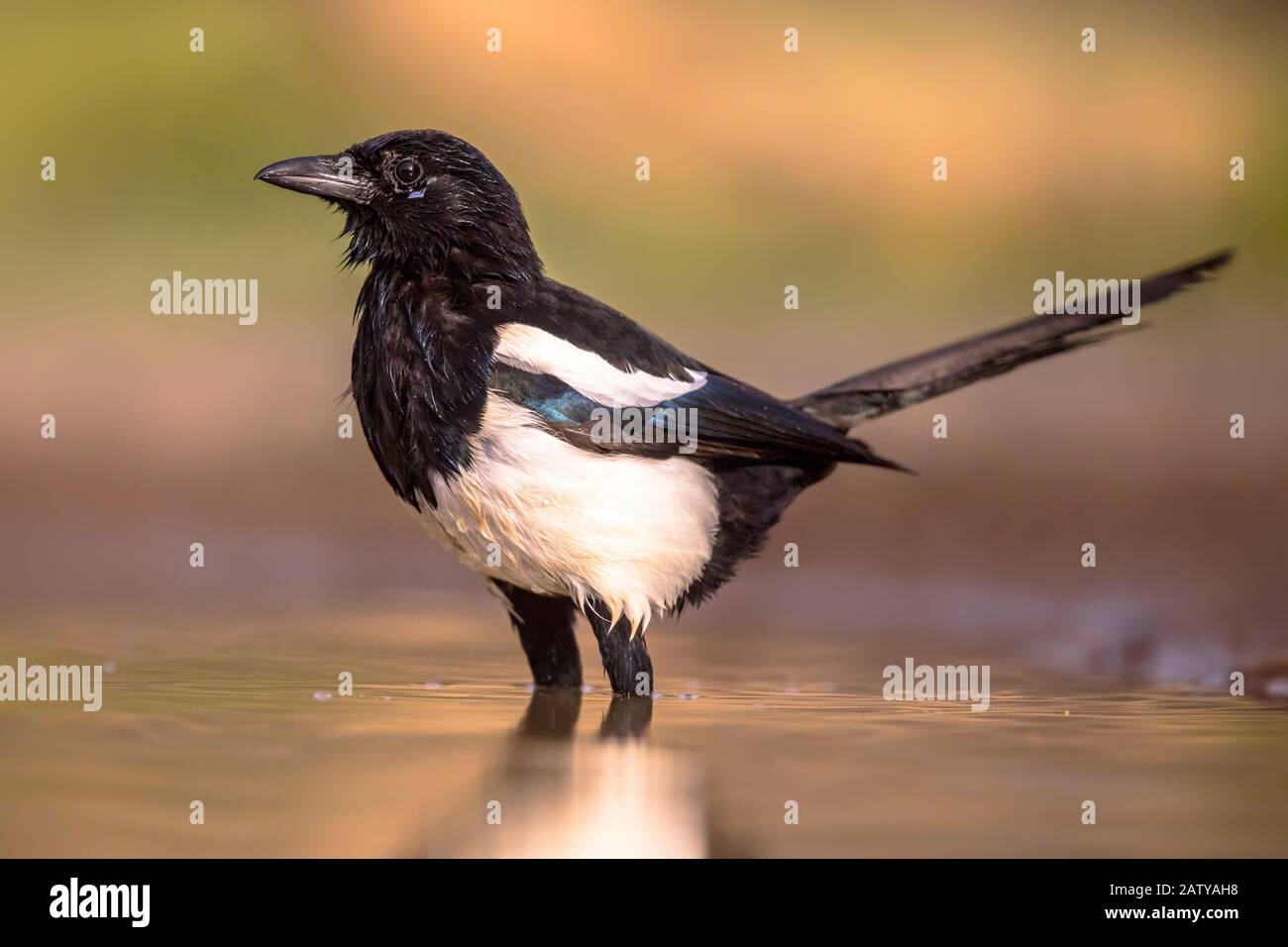 Eurasian Magpie (Pica pica) Baden und Kamera in den spanischen Pyrenäen, Vilagrassa, Katalonien, Spanien. April. Stockfoto