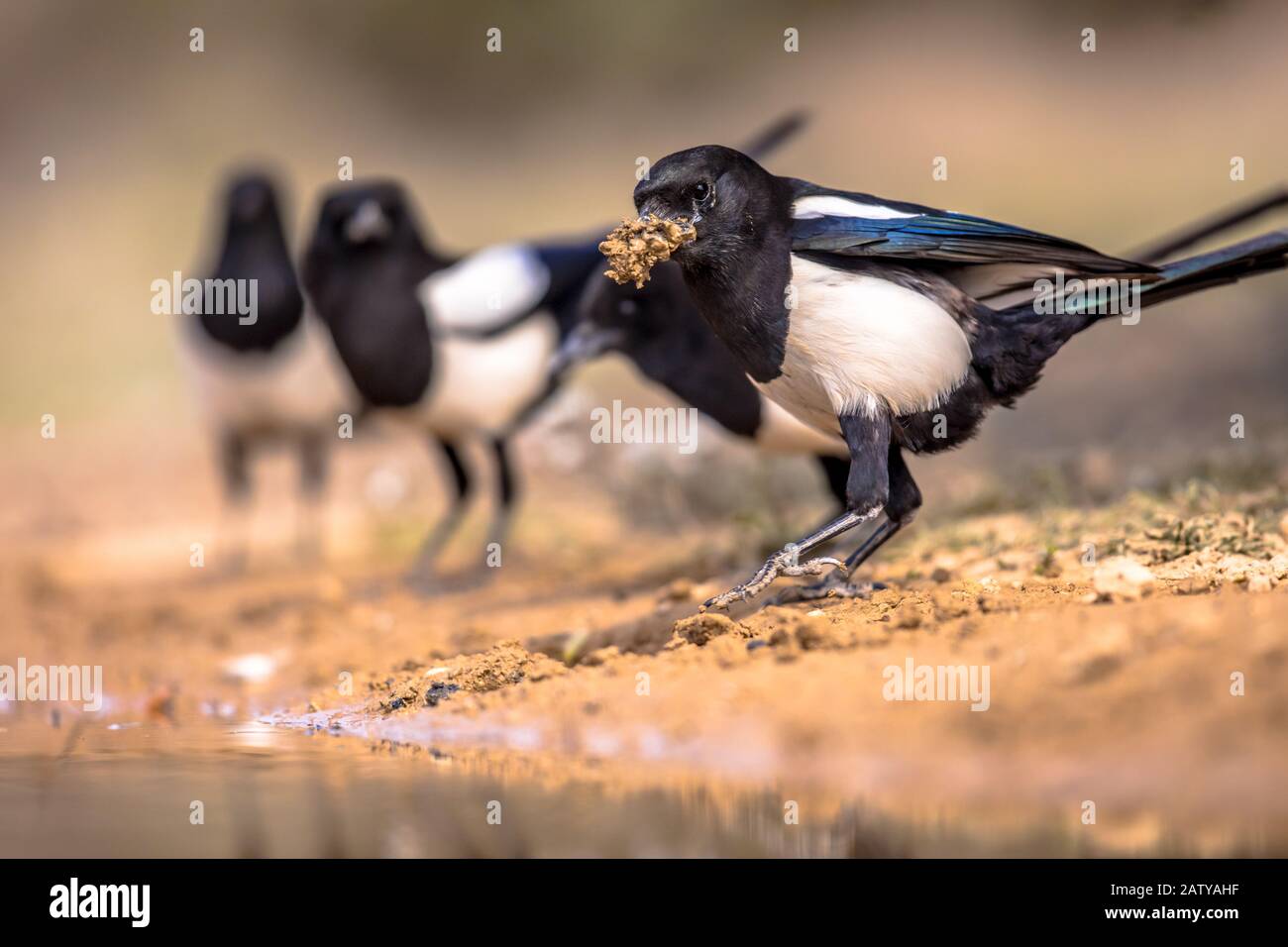 Eurasische Magpie (Pica pica) Gruppe im Garten, die Nistmaterial aus Teich in den spanischen Pyrenäen, Vilagrassa, Katalonien, Spanien sammelt. April. Stockfoto