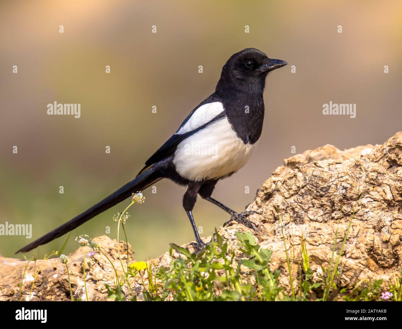 Eurasian Magpie (Pica pica) stand auf dem Log und sah die Kamera in den spanischen Pyrenäen, Vilagrassa, Katalonien, Spanien an. April. Stockfoto