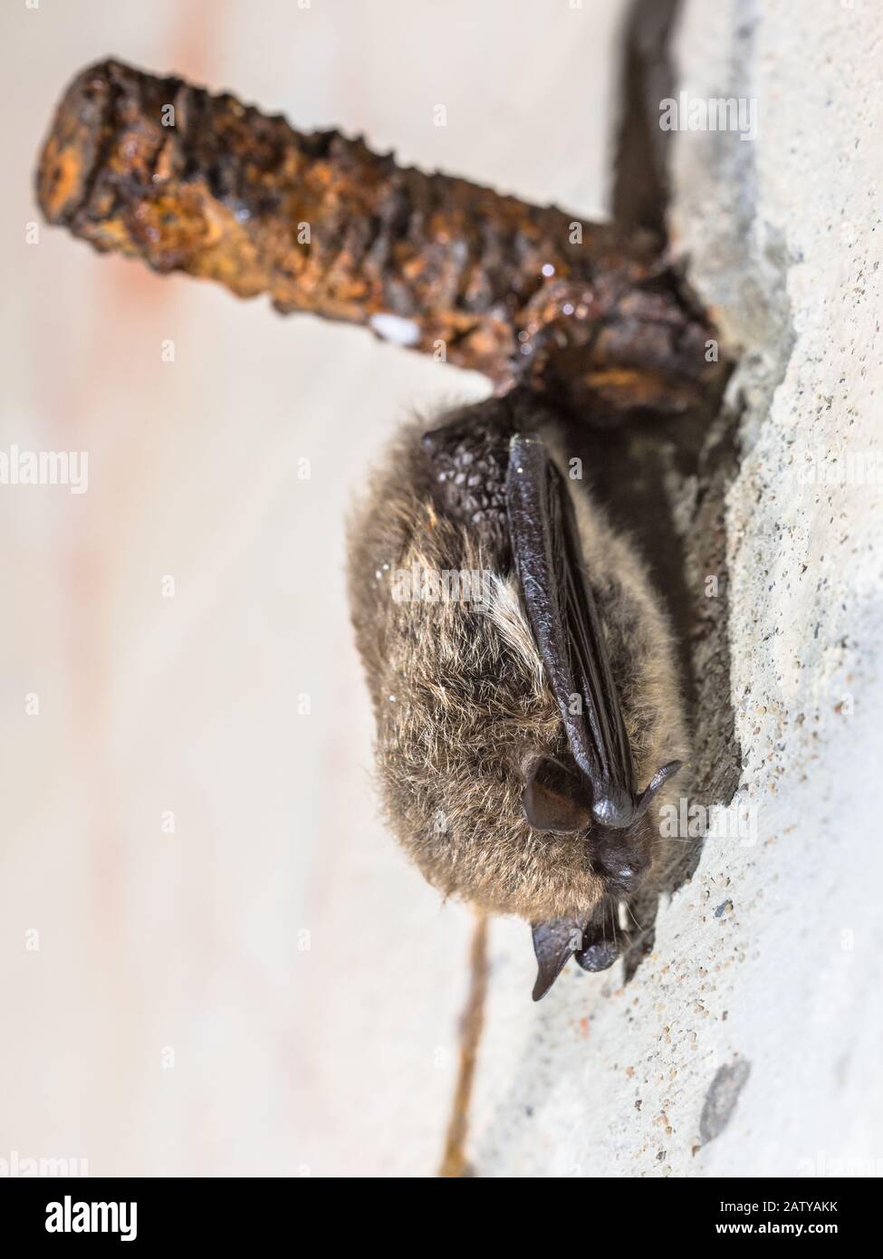 Geflüsterte Fledermaus (Myotis mystacinus) überwintert an der Decke des unterirdischen Bunkers in den Niederlanden. Der Ruhezustand ist ein Zustand der Inaktivität und des Stoffwechsels Stockfoto