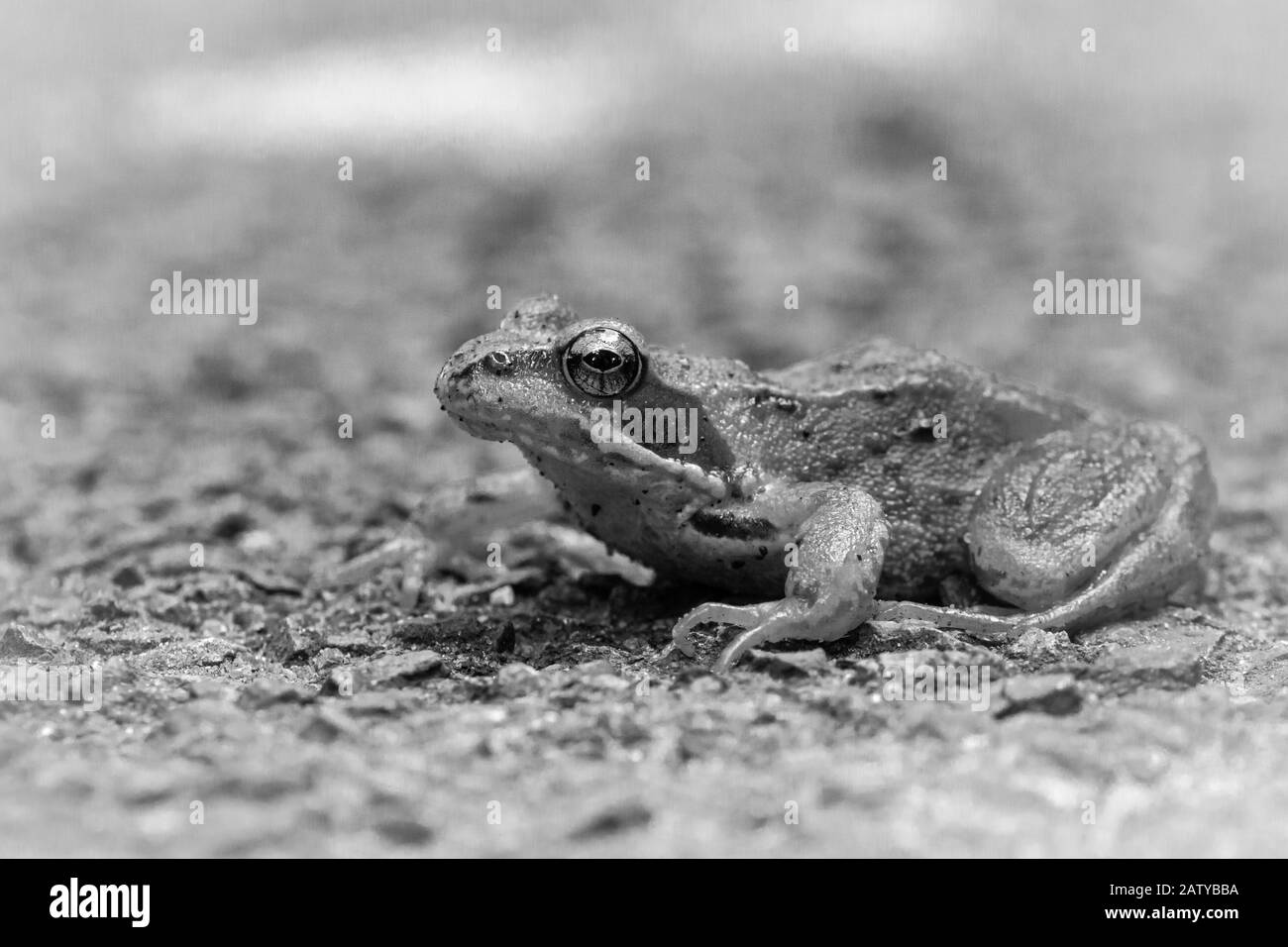 Ein schwarz-weißes Bild eines gewöhnlichen Frosches (Rana temporaria) über eine Suffolk-Straße Stockfoto