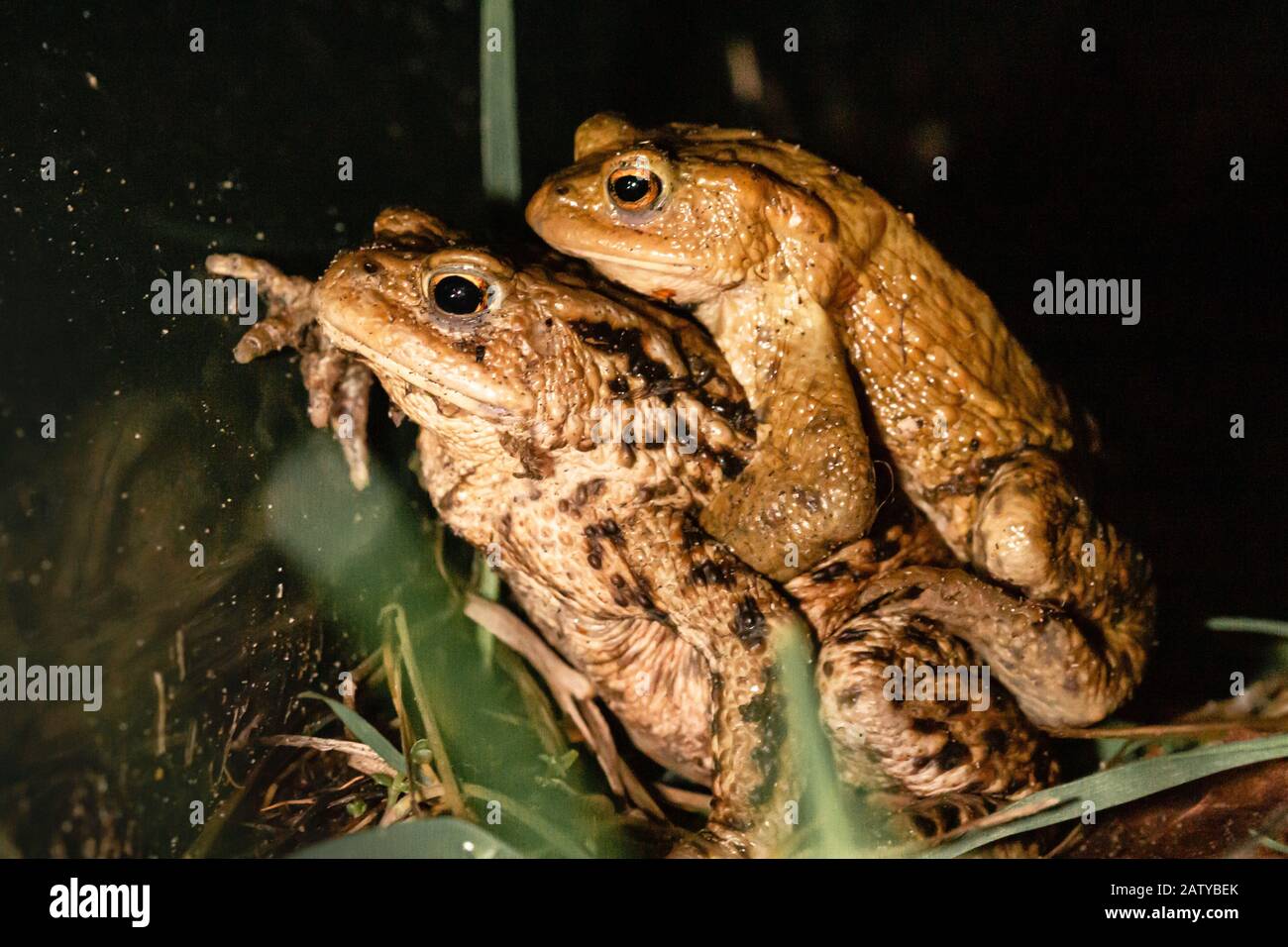 Ein Paar Paarungskröten (Bufo bufo), die an einer Krötensperre warten, um eine Hauptstraße in Suffolk sicher zu überqueren Stockfoto