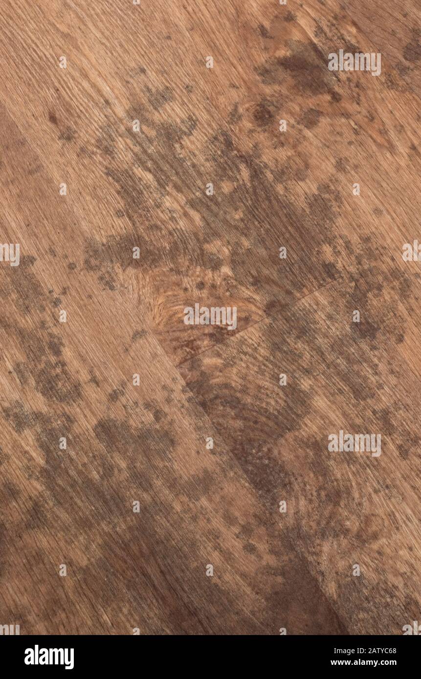 Feuchter Flecken Auf einem Vinylboden Mit Strukturiertem Beech-Wood-Effekt Stockfoto
