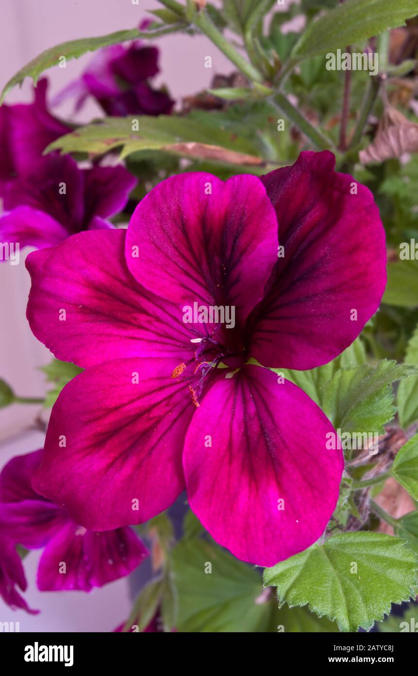 Pelargonium Regalia Schokoladenfabrik in Blume Stockfoto