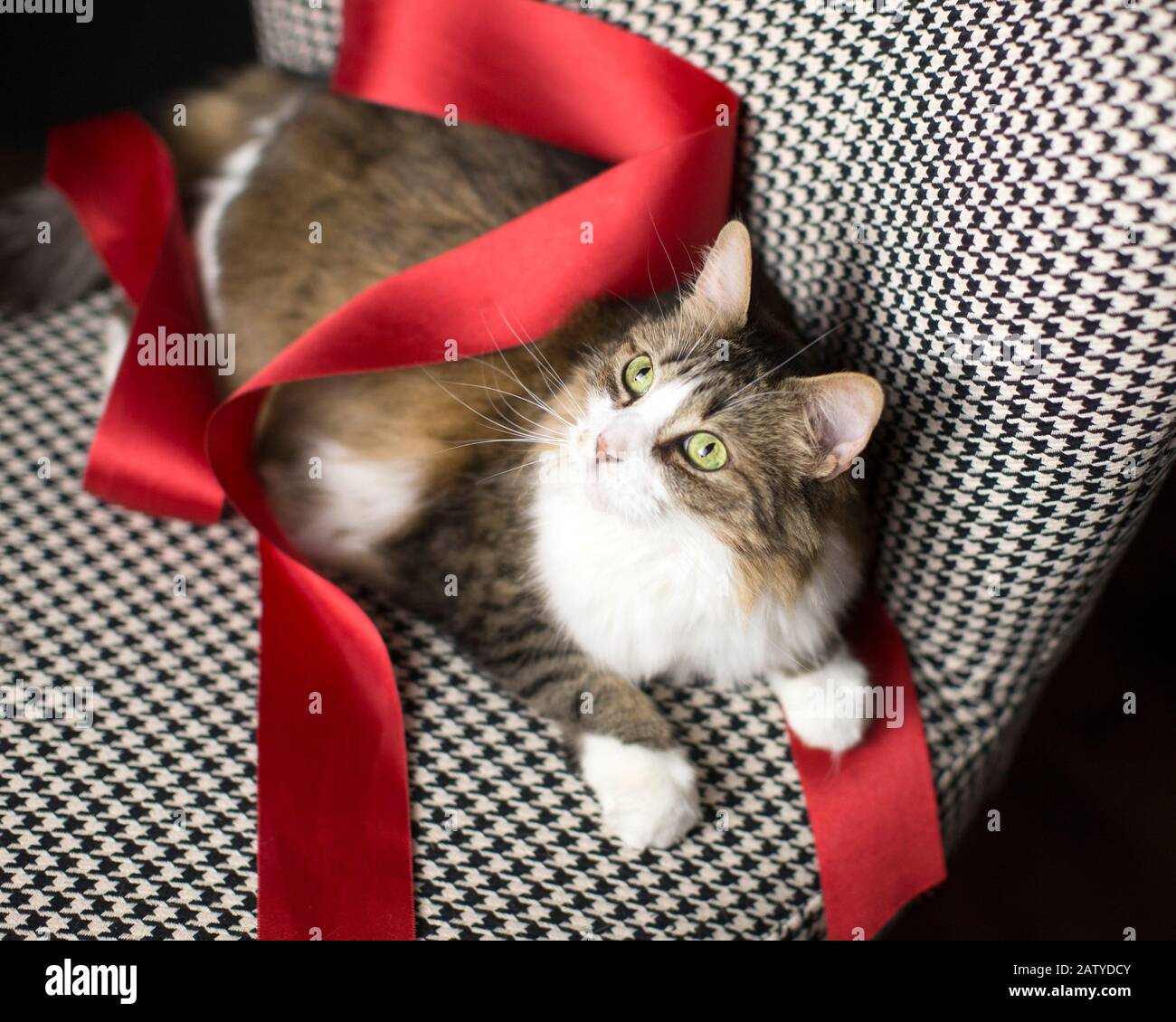 Die große wunderschöne, in ein breites rotes Satinband gewickelte Tabby-Katze auf einem schwarz-weißen Stuhl blickt auf die Kamera Stockfoto