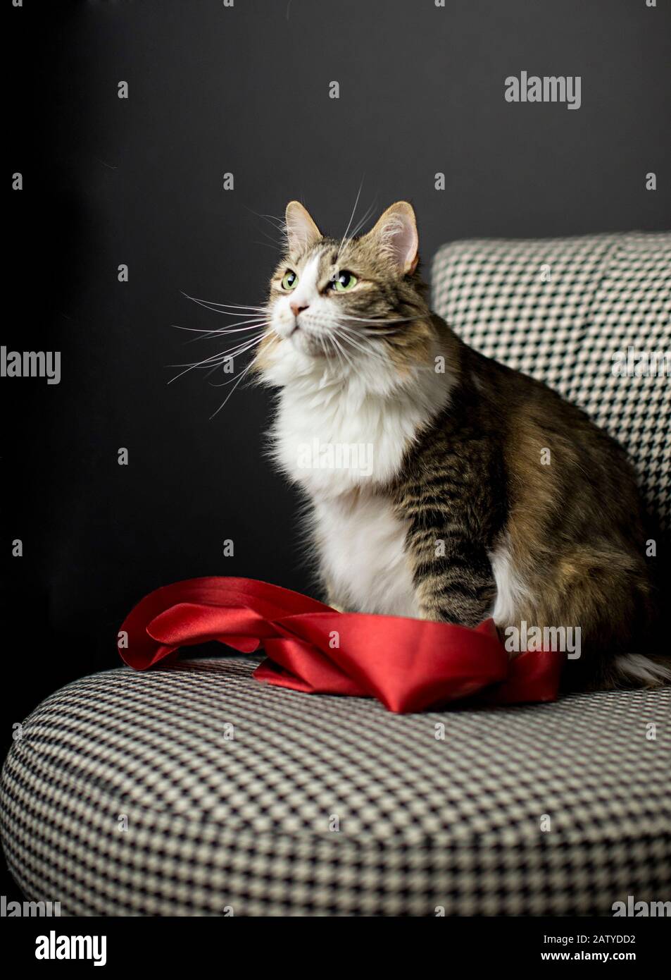 Langhaariger Tabby mit weißen Pfoten liegt auf einem schwarzen und weißen Stuhl mit einem großen roten Satinband für Den Valentinstag Stockfoto
