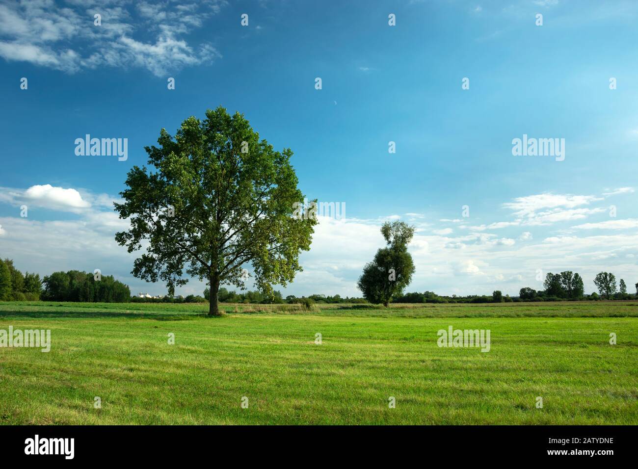 Große Eiche auf grüner Wiese, weiße Wolken auf blauem Himmel Stockfoto