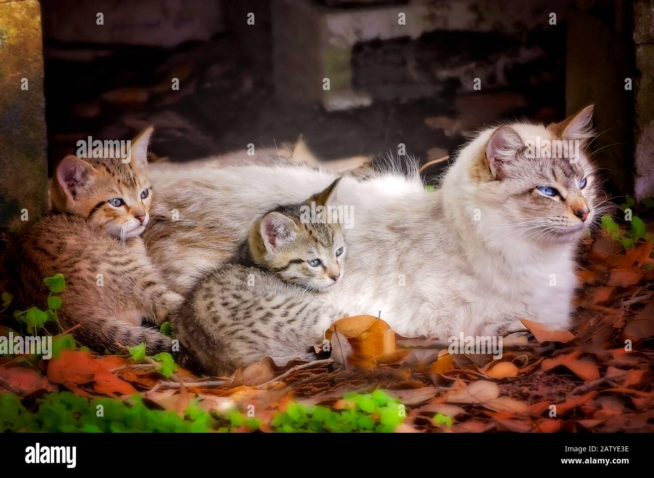 Eine Mutterkatze liegt neben ihren zwei sechswöchigen Tabby-Kätzchen, 30. Januar 2020, in Coden, Alabama. Stockfoto