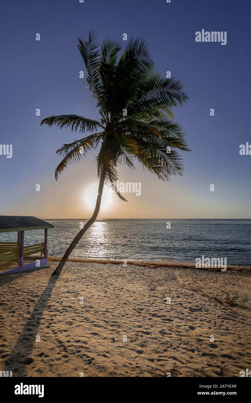 Palmenbaum In Sunrise, Grand Cayman Island Stockfoto