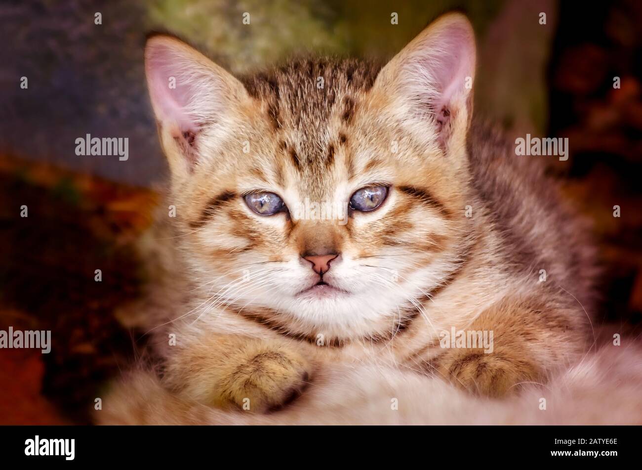 Ein sechswöchiges Tabby-Kätzchen sieht sich die Kamera, 30. Januar 2020, in Coden, Alabama an. Stockfoto