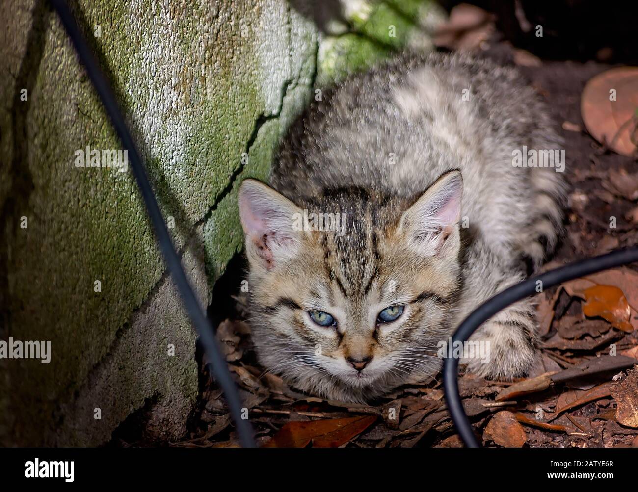 Ein sechswöchiges altes ferales Tabby-Kätzchen liegt unter einem verlassenen Haus, 30. Januar 2020, in Coden, Alabama. Stockfoto