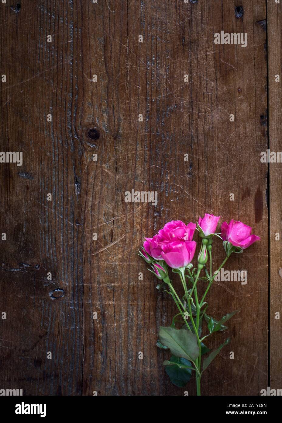Vertikaler rustikaler Hintergrund mit Rosen, von oben, dunklem Kieferntisch, Miniaturrosen, Knospen, Stockfoto