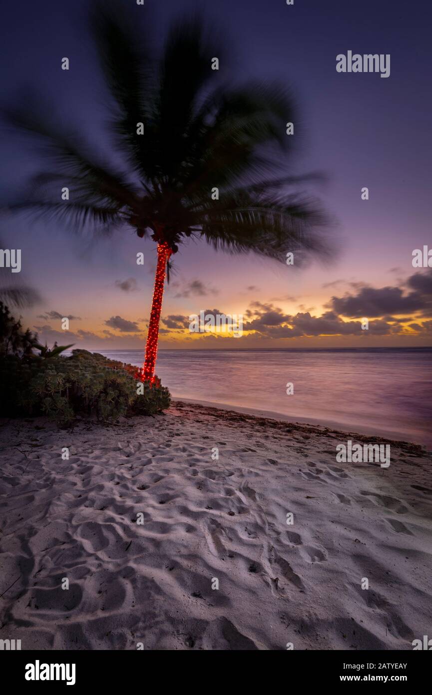 Leuchtet auf der Palme Stockfoto