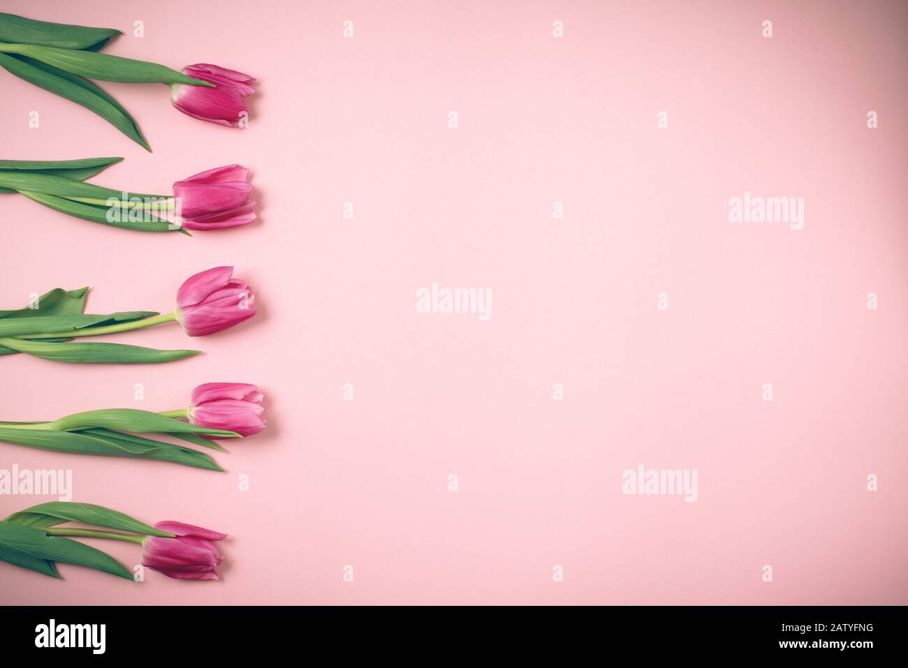 Tulpen liegen auf einem schönen rosafarbenen Hintergrund. Stockfoto