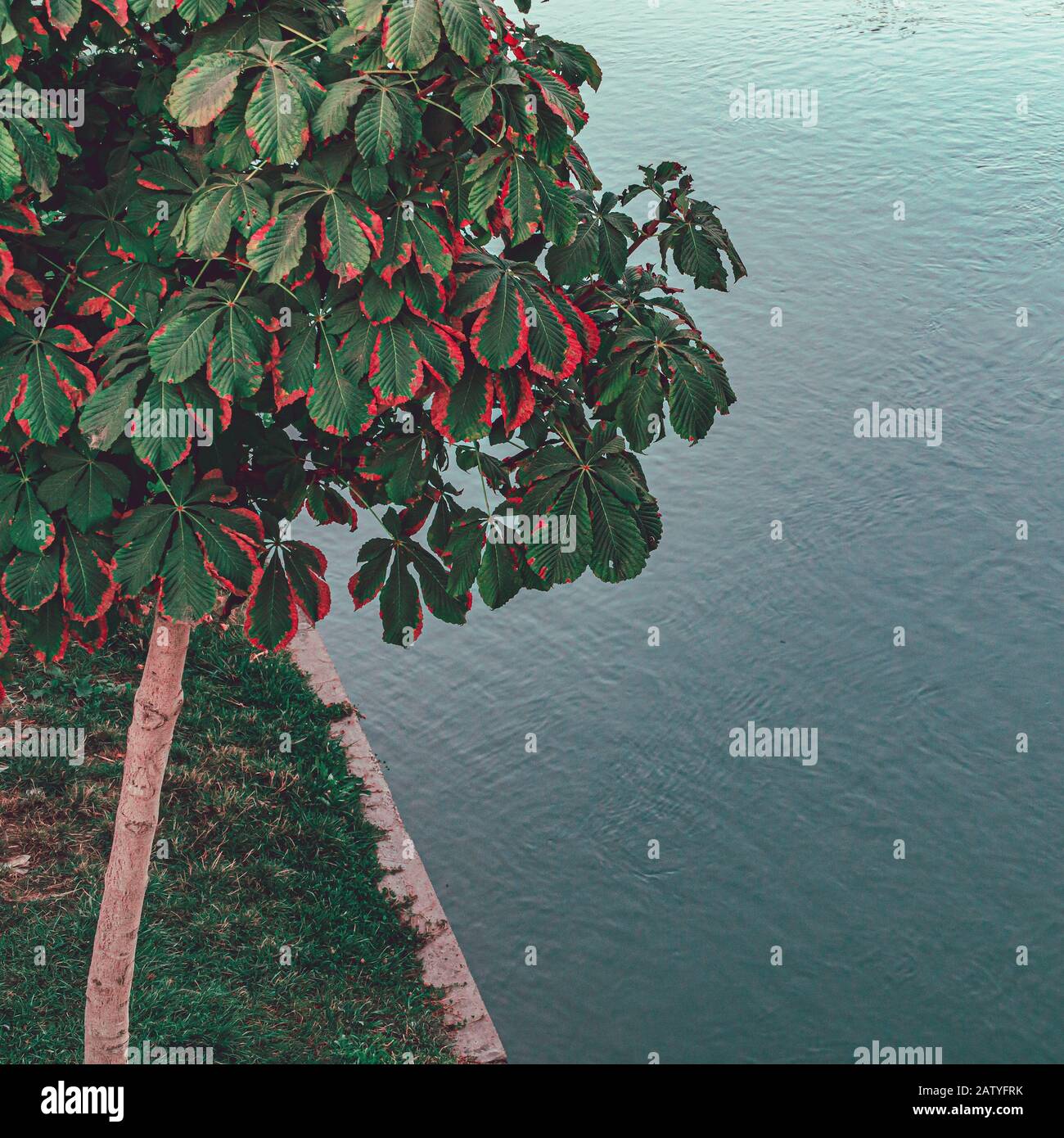Frische grüne Kastanie mit Fluss, quadratische abstrakte Minimalismus-Fotografie Stockfoto