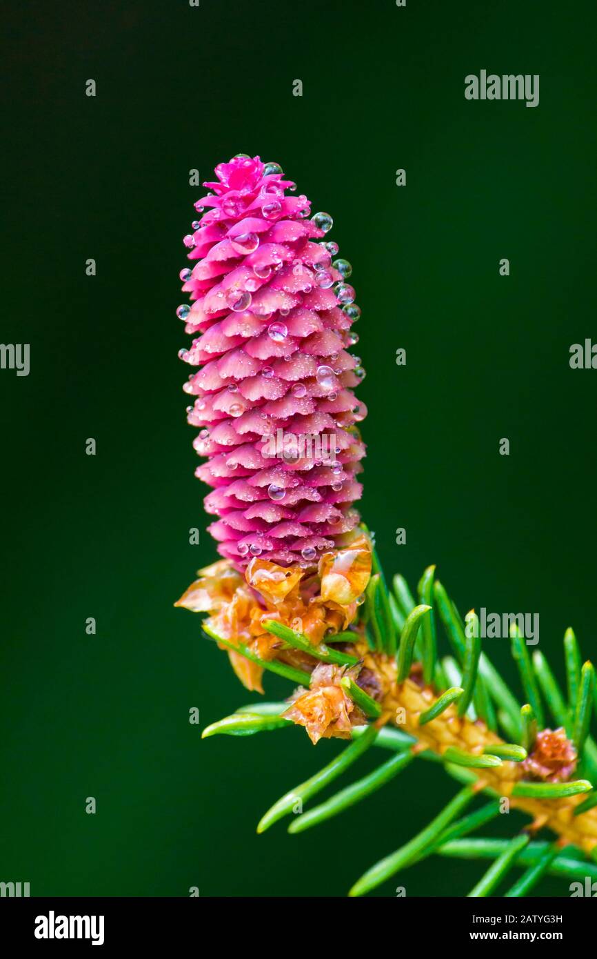 Die pitillierte (weibliche) Blume auf dem norwegischen Spruce. Stockfoto