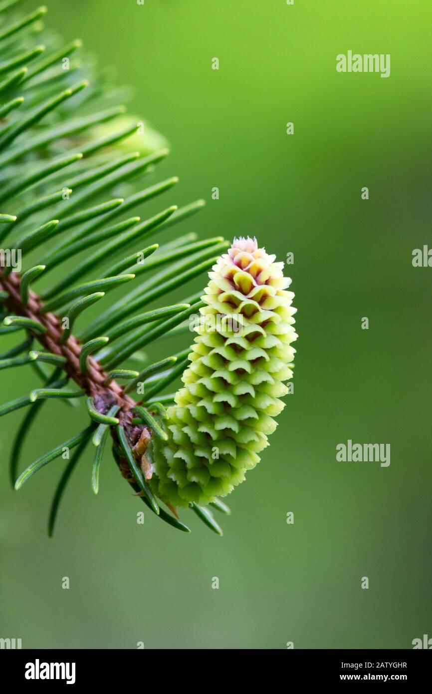 Die pitillierte (weibliche) Blume auf dem norwegischen Spruce. Stockfoto