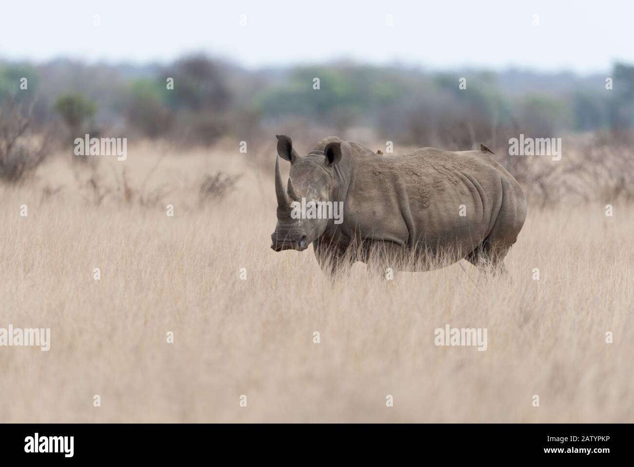 Weißes Rhino in der Wildnis Stockfoto